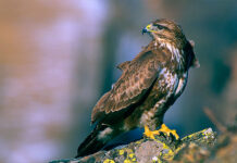 Un águila ratonera inusualmente agresiva aterroriza a una ciudad belga