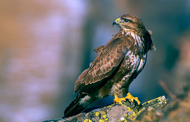 Un-águila-ratonera-inusualmente-agresiva