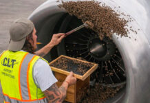 Un enjambre de abejas se adhirió al motor de un avión e impidió su despegue