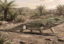 Un fósil de lagarto de hace 300 millones de años muestra el origen de nuestra respiración
