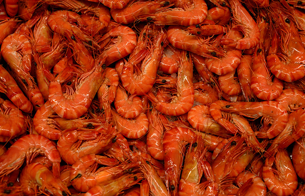 Un peligroso virus que antes solo afectaba a animales acuáticos ahora puede transmitirse a humanos