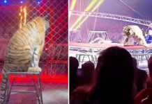 Un tigre salta de la arena al público durante un espectáculo circense en el sur de Rusia