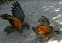 Una estrategia “única” lleva a un loro kea con discapacidad a ser el macho alfa del grupo