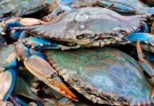 Venezuela culminó registro de exportación pesquera con estándares de calidad ante la NOAA de EEUU