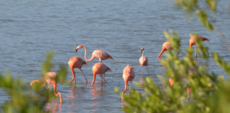 Venezuela es refugio estratégico de la biodiversidad y las aves migratorias