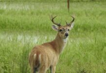 En peligro El Venado de Margarita por perdida de su hábitat