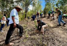 Abren convocatoria para el voluntariado del Plan Nacional de Reforestación