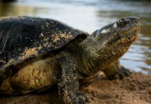Advierten que el consumo de tortuga arrau frena su recuperación en el Orinoco