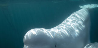 Algunas ballenas beluga parecen reconocerse ante un espejo