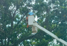 Aplican labores de control de vegetación en circuitos eléctricos de Aragua