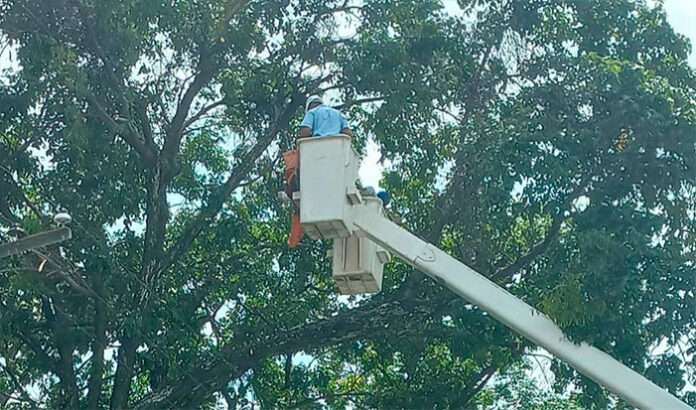 Aplican labores de control de vegetación en circuitos eléctricos de Aragua