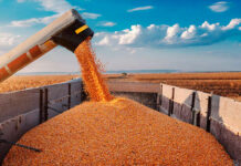 Brasil recogerá este año 348,7 millones de toneladas de cereales, legumbres y oleaginosas