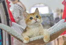 Conoce las 10 mejores razas de gatos para convivir con los niños
