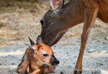 Crece la familia del Zoológico Las Delicias con el nacimiento de un venado cola blanca