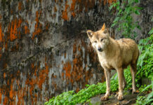 Cruce de lobos y perros en India preocupa por amenaza a humanos y animales