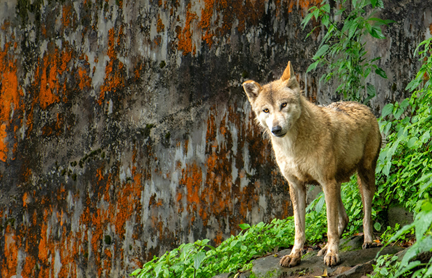 Cruce de lobos y perros en India preocupa por amenaza a humanos y animales