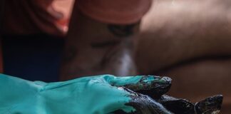 Derrames petroleros amenazan la supervivencia de 15 especies de aves marinas en costas venezolanas
