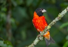 El Cardenalito es oficialmente la especie más amenazada de Venezuela