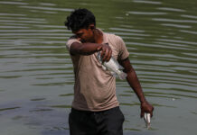 El calor extremo y la contaminación dejan cientos de peces muertos en un lago de la India
