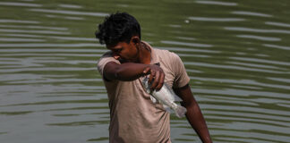 El calor extremo y la contaminación dejan cientos de peces muertos en un lago de la India