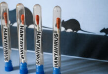 El hantavirus, un virus muy conocido para la ciencia y que nada tiene que ver con el covid
