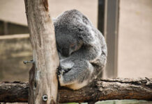 El koala tiene sed: Australia descubre cómo el calor extremo afecta al icono del país