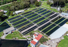 Estación Piscícola San Fernando sembrará 120 mil cachamas para comercializar