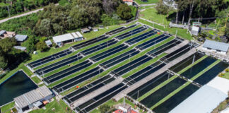 Estación Piscícola San Fernando sembrará 120 mil cachamas para comercializar