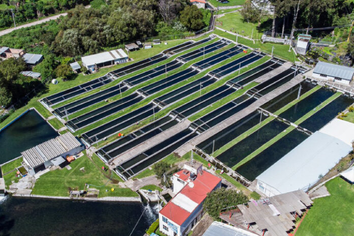 Estación Piscícola San Fernando sembrará 120 mil cachamas para comercializar