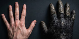 Esto revelan los huesos de la muñeca sobre la evolución humana