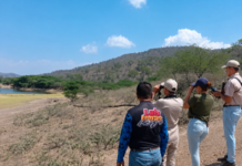 Estudian en Lara poblaciones de la llamada cotorra amarilla