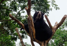 Extendieron la zona protegida en el Parque Nacional Terepaima para salvaguardar al oso frontino