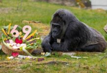 Fatou, la gorila más longeva del mundo, celebra 69 años