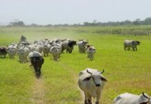Feproagro reportó una disminución del 50% en la producción de la carne en Bolívar durante el 2025