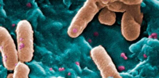 Hallan el punto débil de una de las 15 bacterias más peligrosas para la salud humana