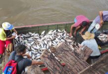 Inicia veda para la pesca comercial artesanal en Zona B del Río Orinoco