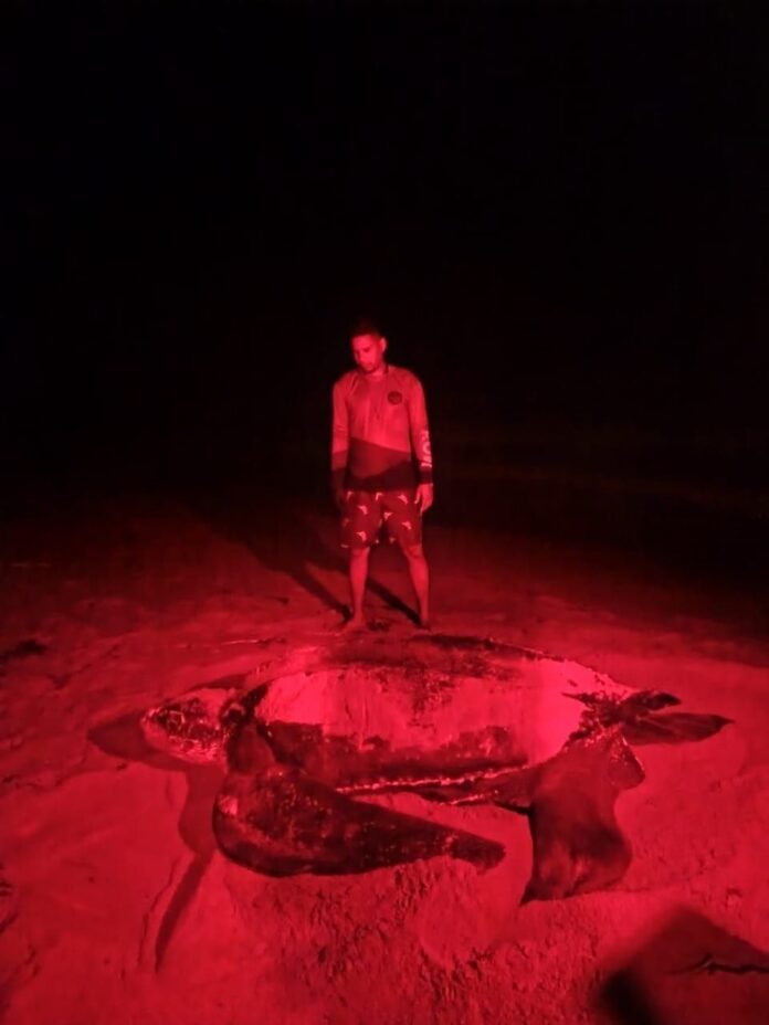 La Guaira celebra la vida marina con arribo de una enorme Tortuga Cardón