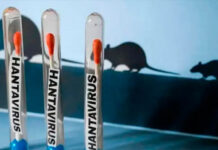 La OMS mantiene en once los casos de hantavirus y un riesgo bajo para la población