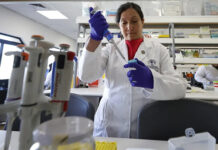 La alentadora vacuna chilena contra el hantavirus que busca fondos para avanzar en humanos
