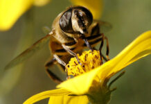 La protección de las abejas por la Constitución podría ser llevada a referéndum en Suiza