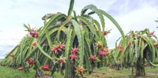 La siembra de pitahaya ha crecido más de 70%