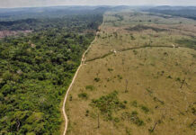 La tala continuada y el calentamiento global podrían convertir la Amazonía en una sabana