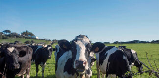 Las vacas pueden reconocer un rostro humano familiar