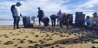 Liberan más de siete mil tortuguillos en el estado Bolívar