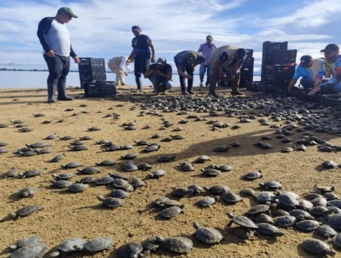 Liberan más de siete mil tortuguillos en el estado Bolívar