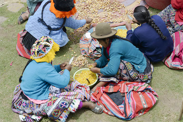 Los descendientes de indígenas peruanos tienen ventaja genética para asimilar la patata