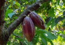 Mil plantas de cacao florecen en Tiara para potenciar la producción