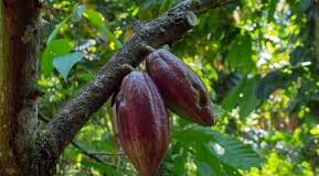 Mil plantas de cacao florecen en Tiara para potenciar la producción