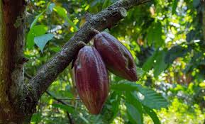 Mil plantas de cacao florecen en Tiara para potenciar la producción