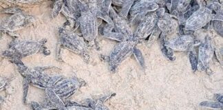 Nacen 56 tortugas cardón en Playa Parguito tras monitoreo ambiental